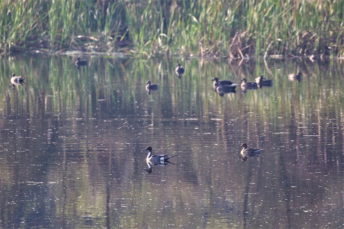 Northern Pintail - ML212609361