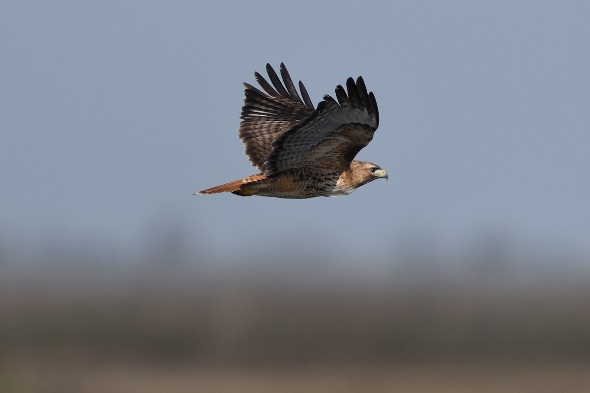 Red-tailed Hawk - Song Yu