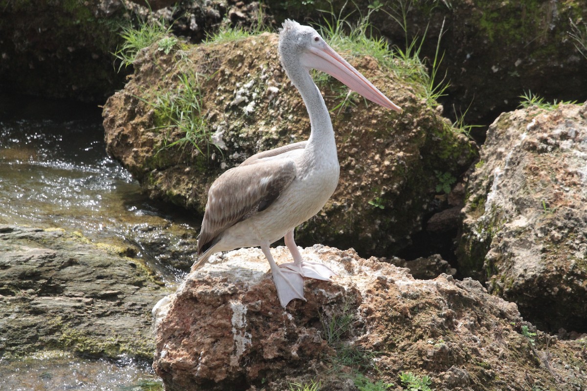 Spot-billed Pelican - ML212613691