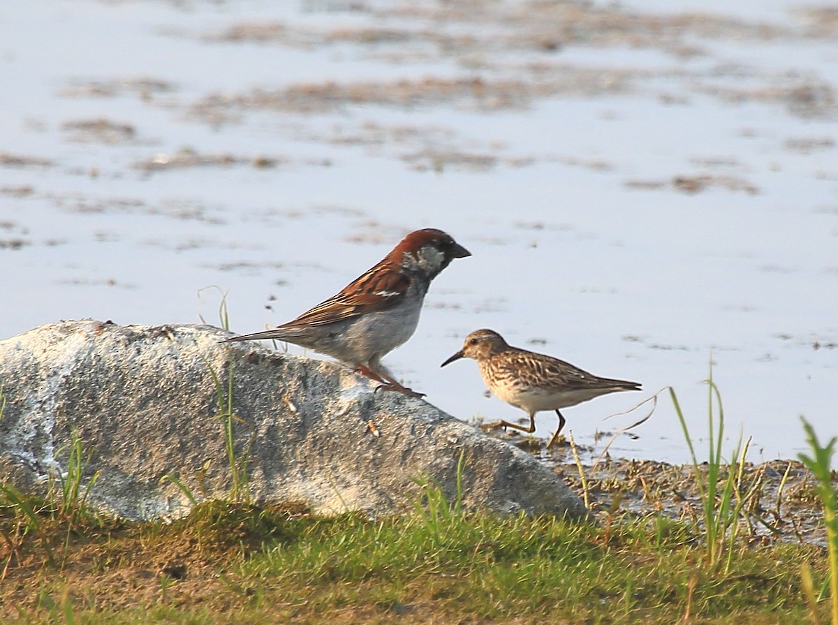 イエスズメ - ML212615201