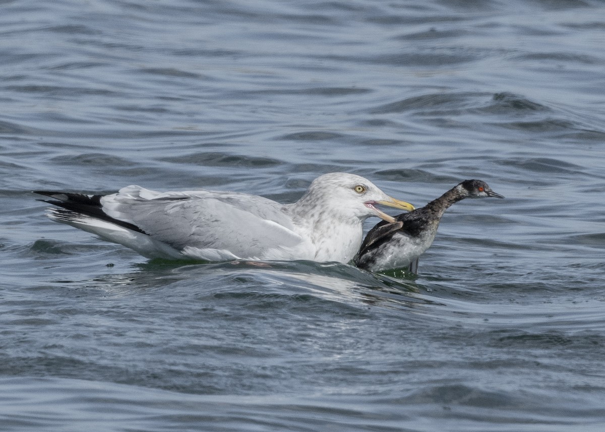 American Herring Gull - ML212616511