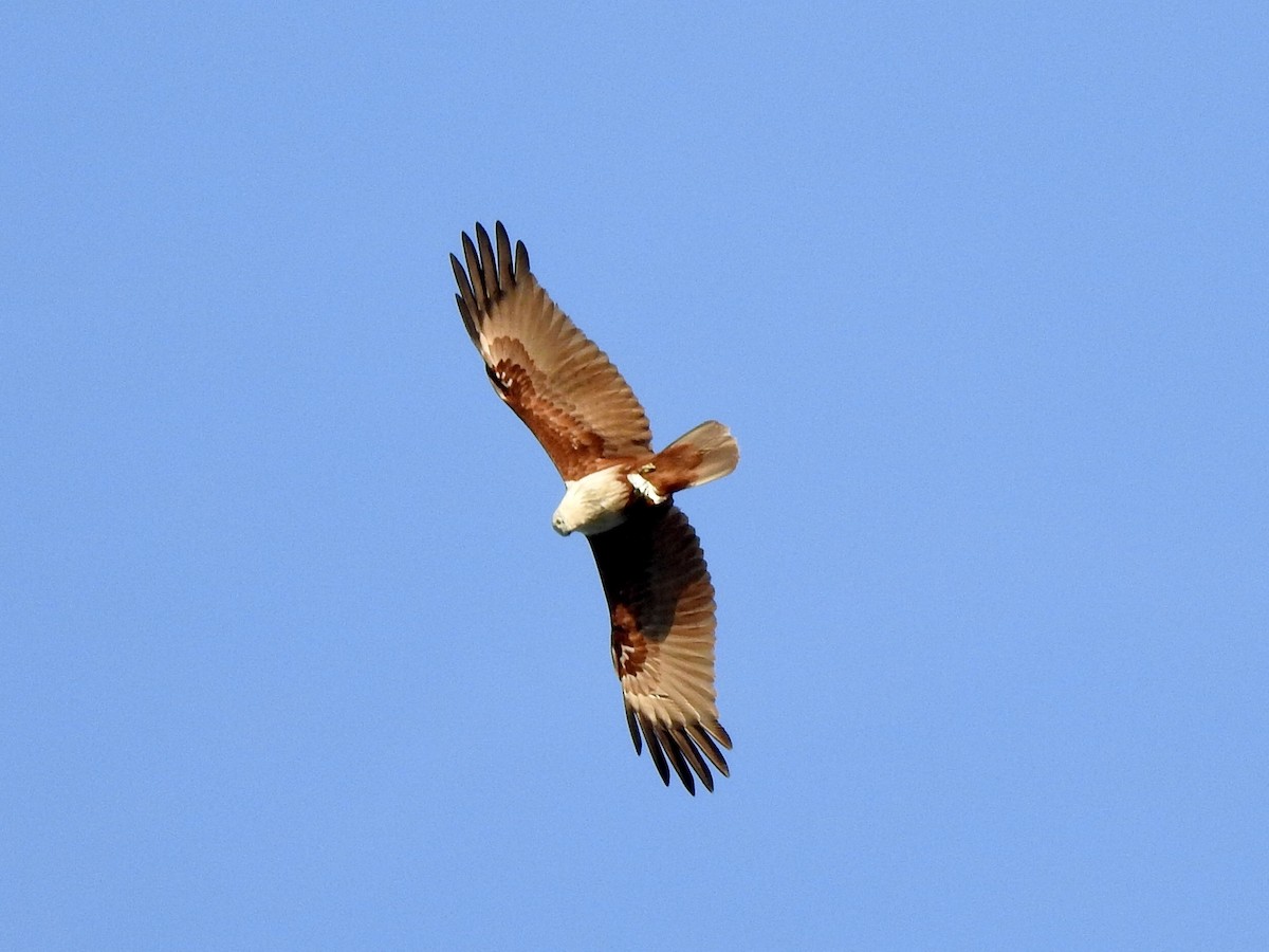 Brahminy Kite - David Ratcliffe