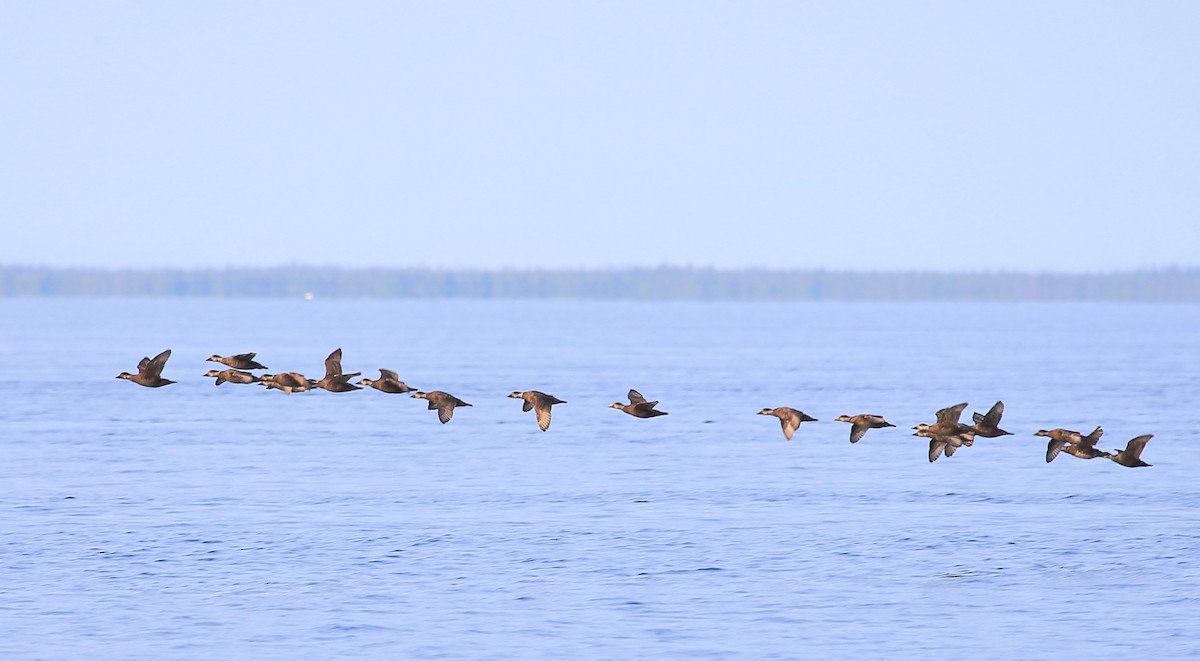 Black Scoter - ML212616901