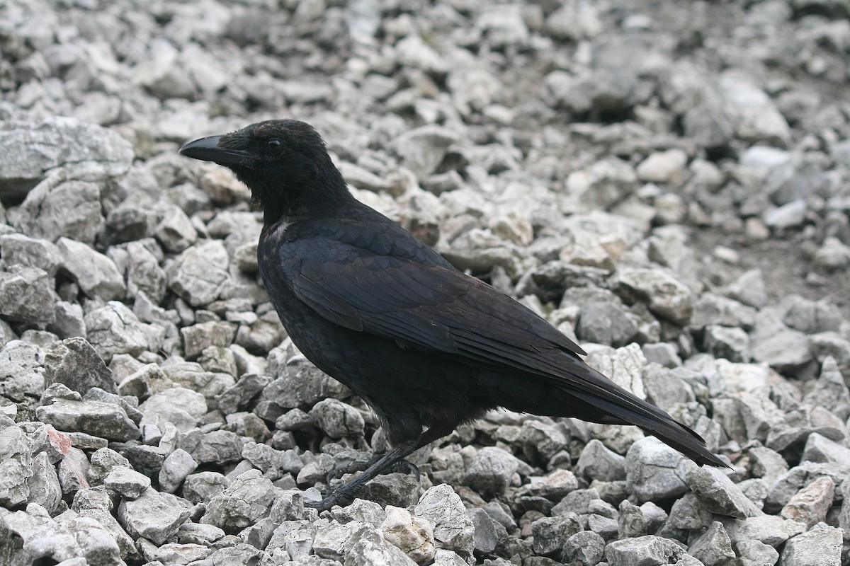 Carrion Crow - ML212617061