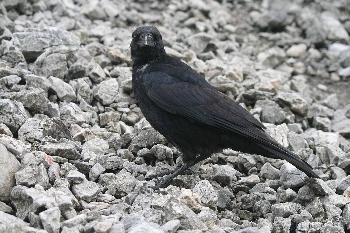 Carrion Crow - ML212617071