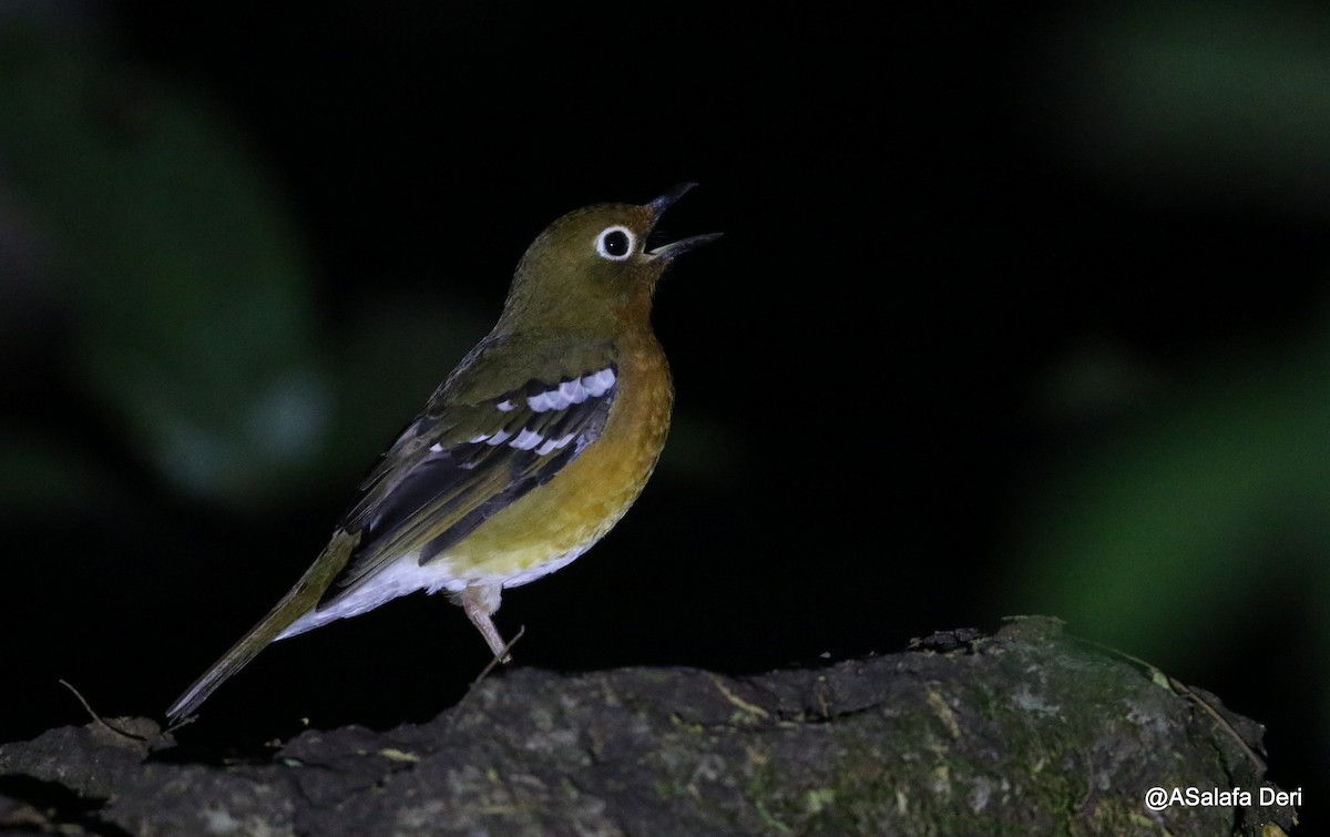 Abyssinian Ground-Thrush (Abyssinian) - ML212617841