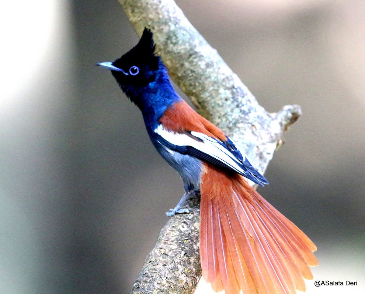 African Paradise-Flycatcher - ML212618711