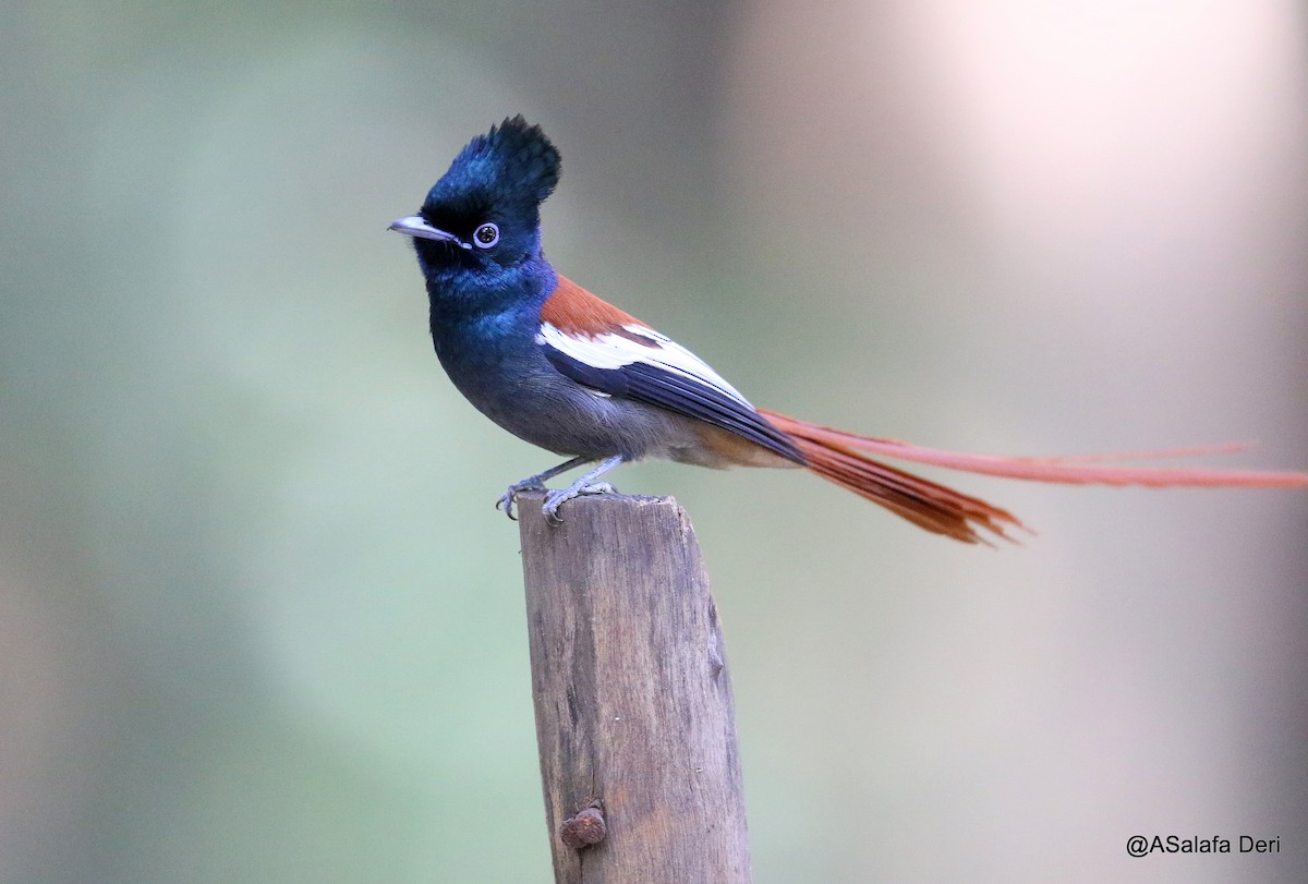 African Paradise-Flycatcher - ML212618801