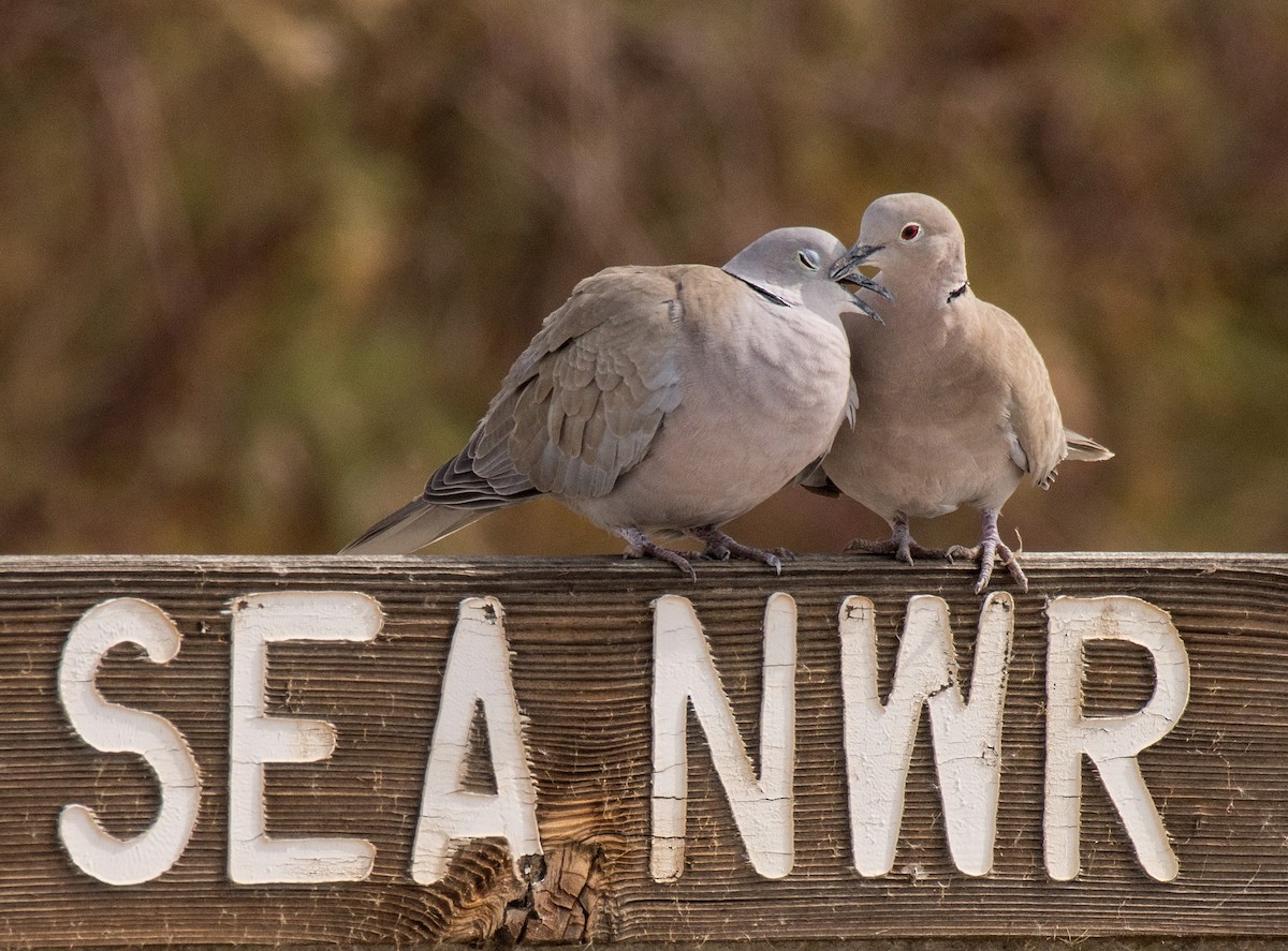 Eurasian Collared-Dove - Alison Davies