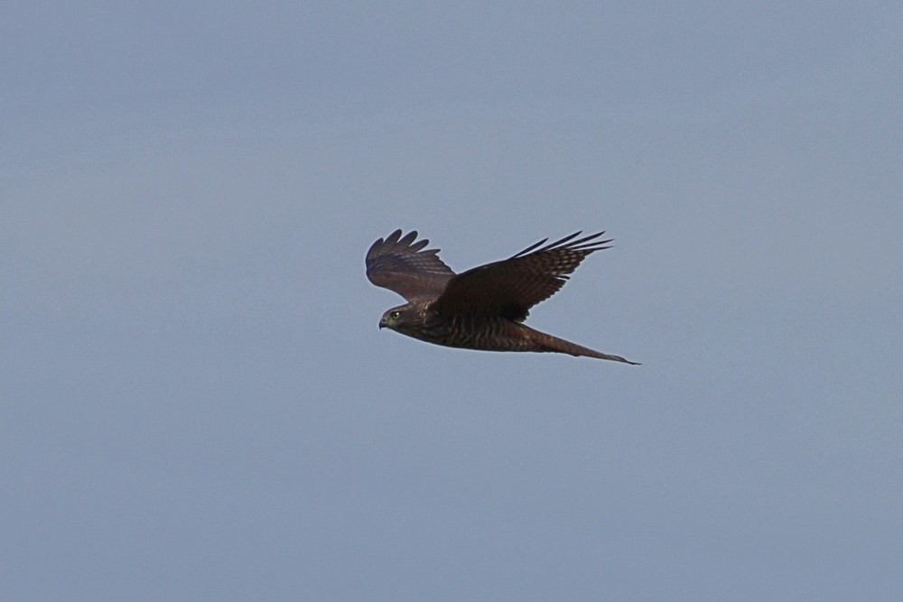 Collared Sparrowhawk - ML212619941