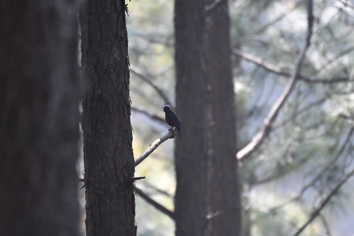 Chestnut-bellied Rock-Thrush - ML212620591