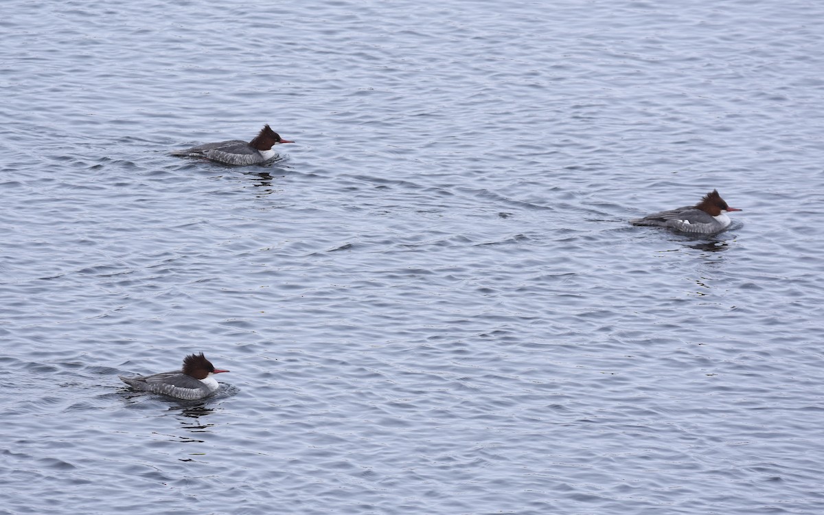 Common Merganser - ML212621911