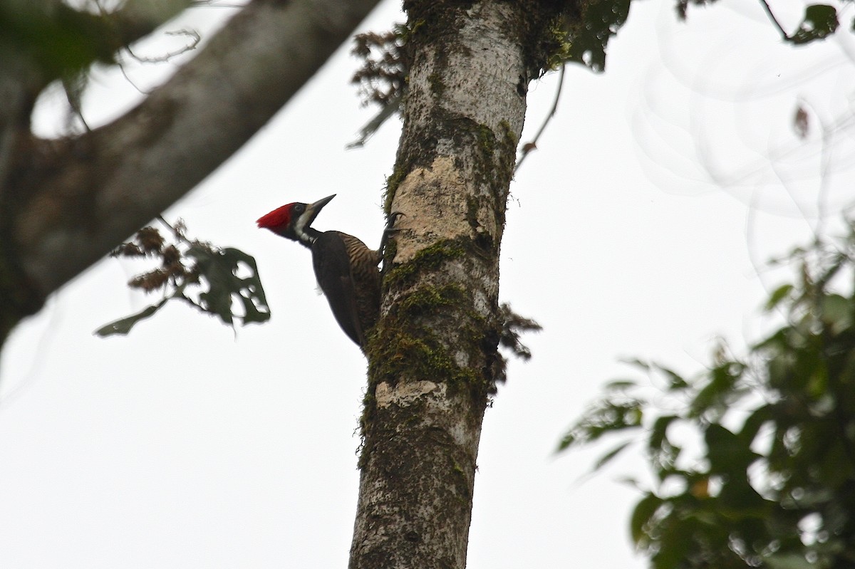 Powerful Woodpecker - ML212622961