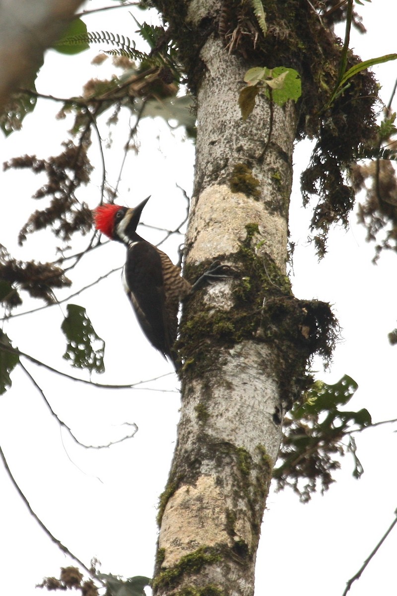 Powerful Woodpecker - ML212623181