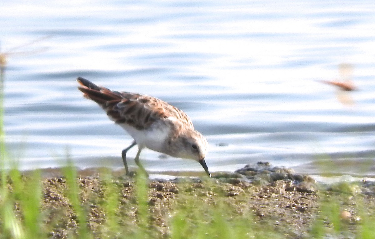 Little Stint - ML212624231