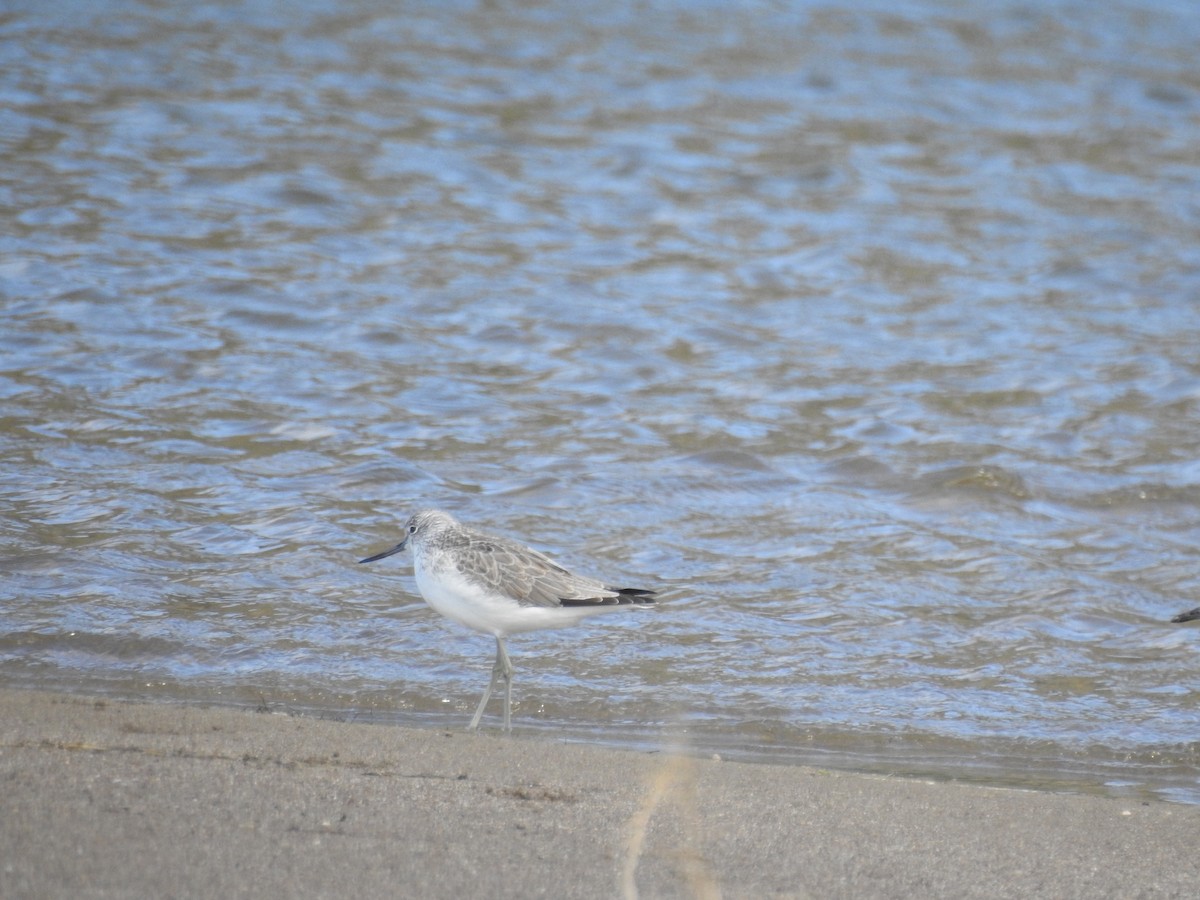 Common Greenshank - ML212625041