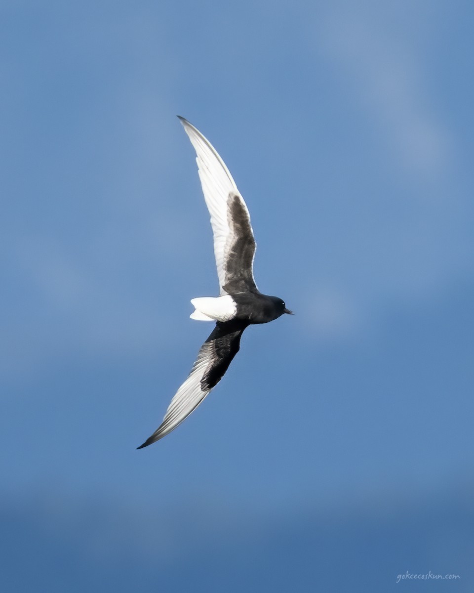 White-winged Tern - Gökçe Coşkun