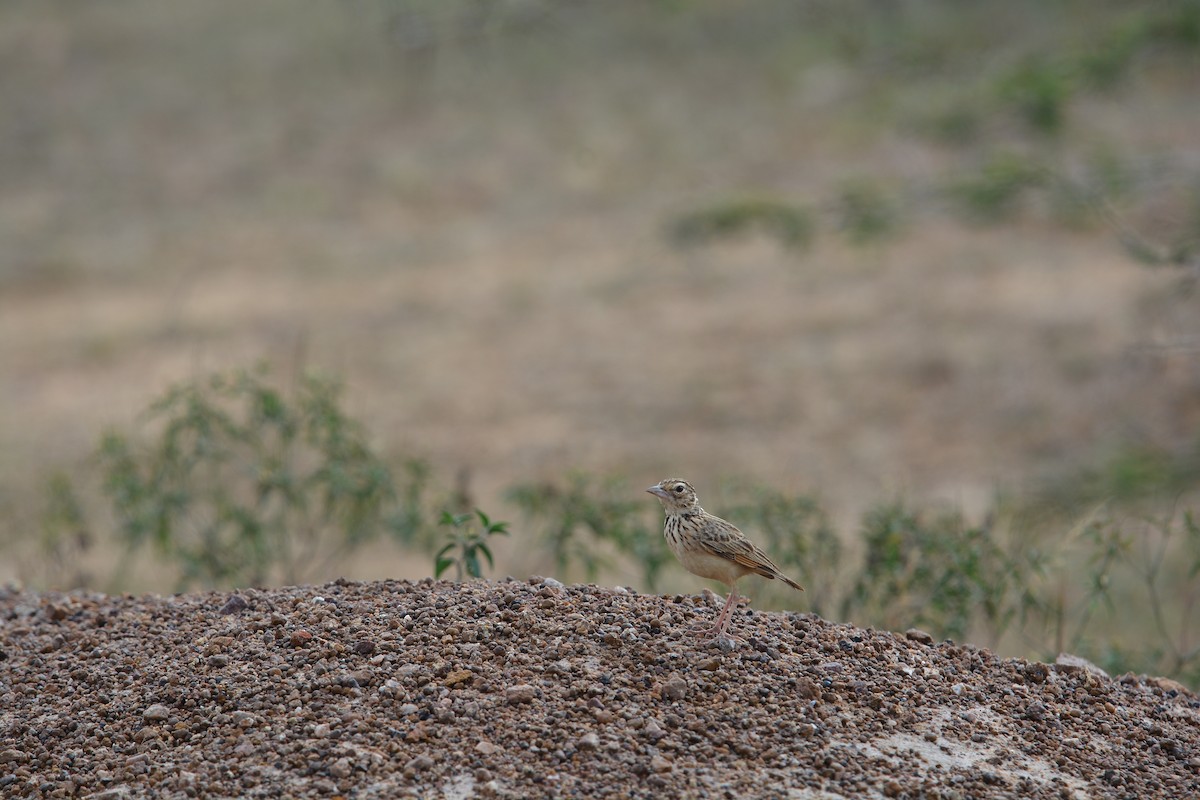 Oriental Skylark - Praveen Manivannan