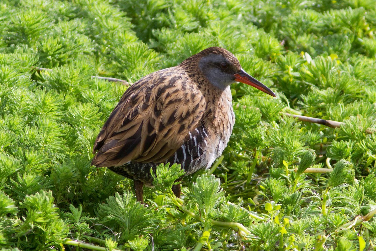 Brown-cheeked Rail - ML212626891