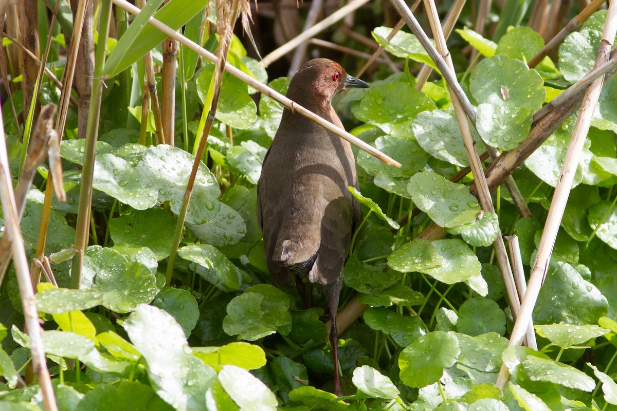 Ruddy-breasted Crake - ML212627551