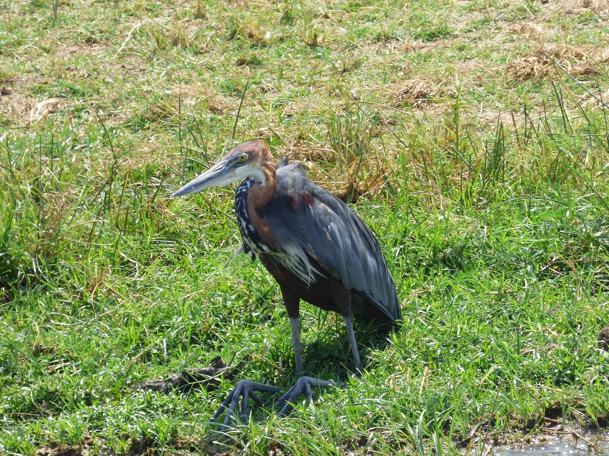 Goliath Heron - ML212627771