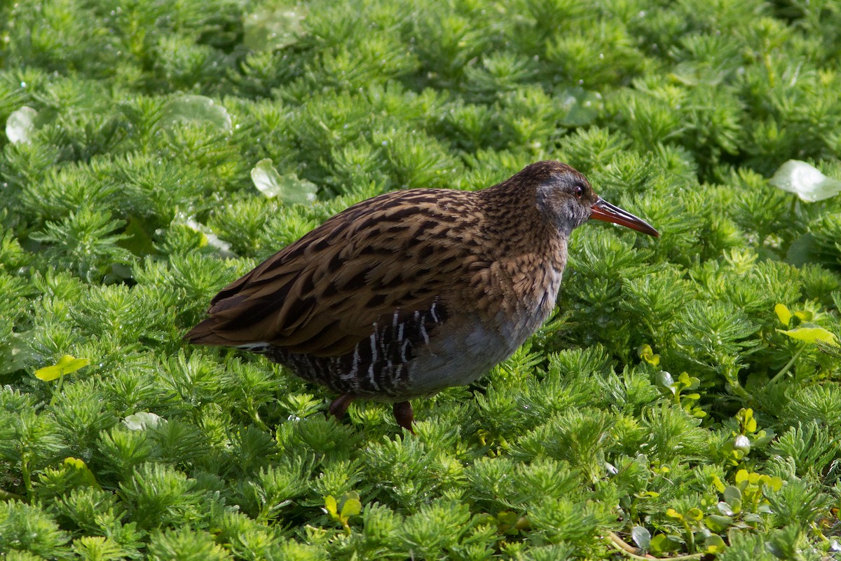 Brown-cheeked Rail - ML212628081