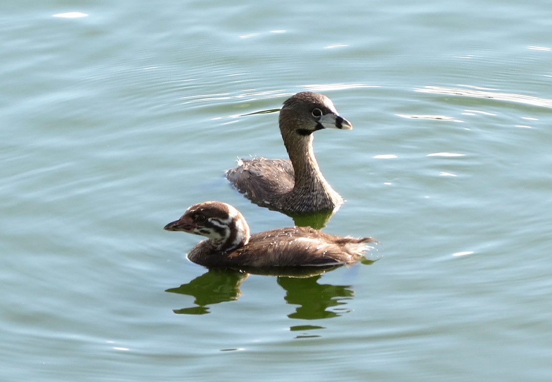 Pied-billed Grebe - ML212628361