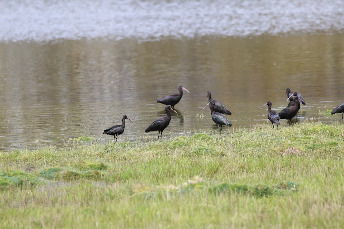 ibis andský - ML212628701