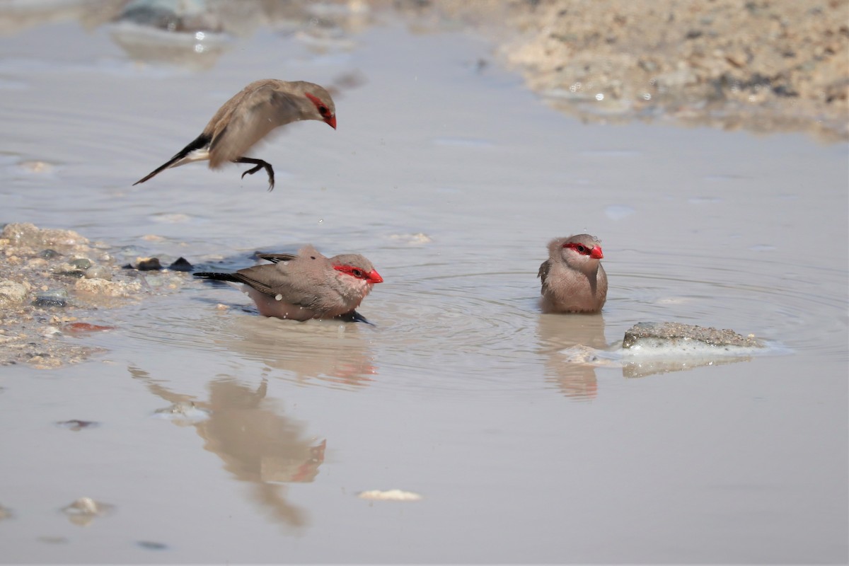 Black-rumped Waxbill - ML212628901