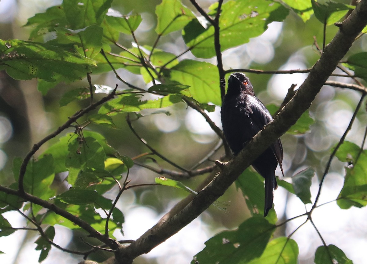 Sharpe's Drongo (Eastern) - David Guarnieri