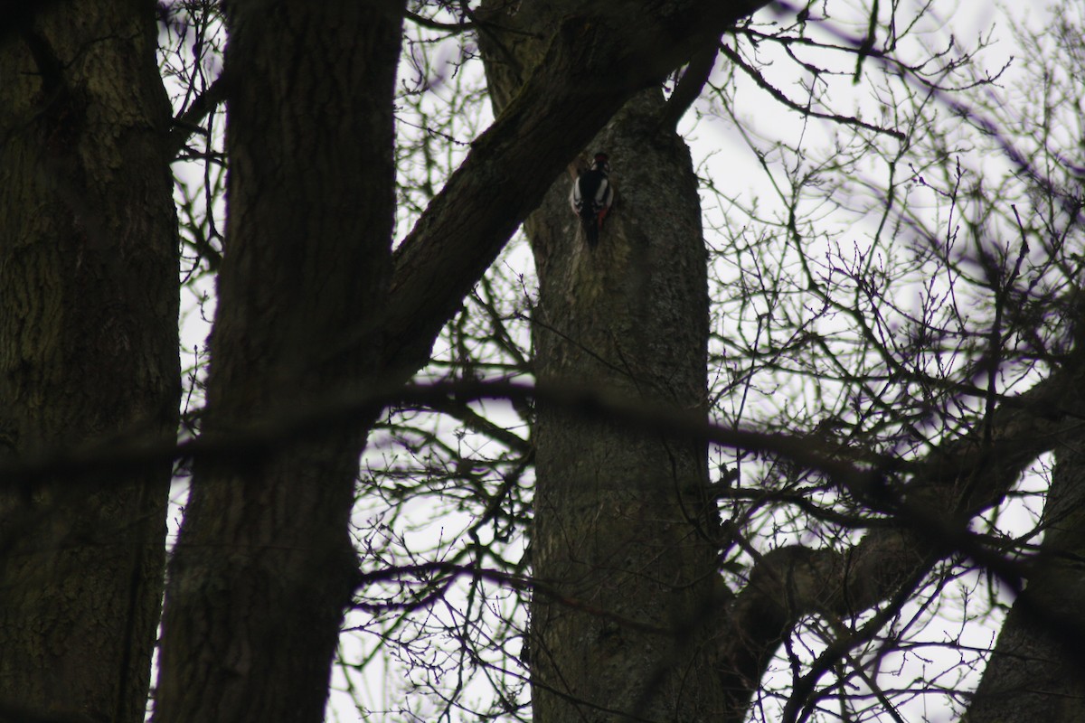 Great Spotted Woodpecker - ML212630971