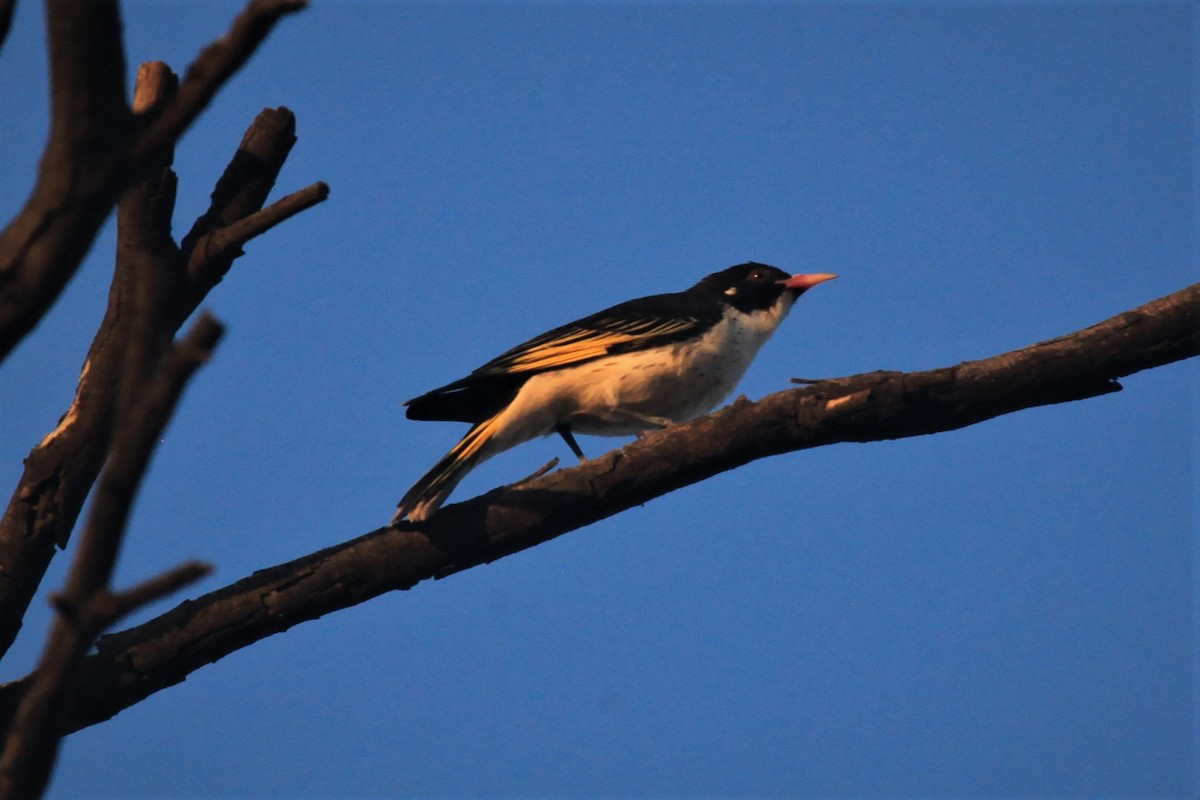 Painted Honeyeater - ML212631201