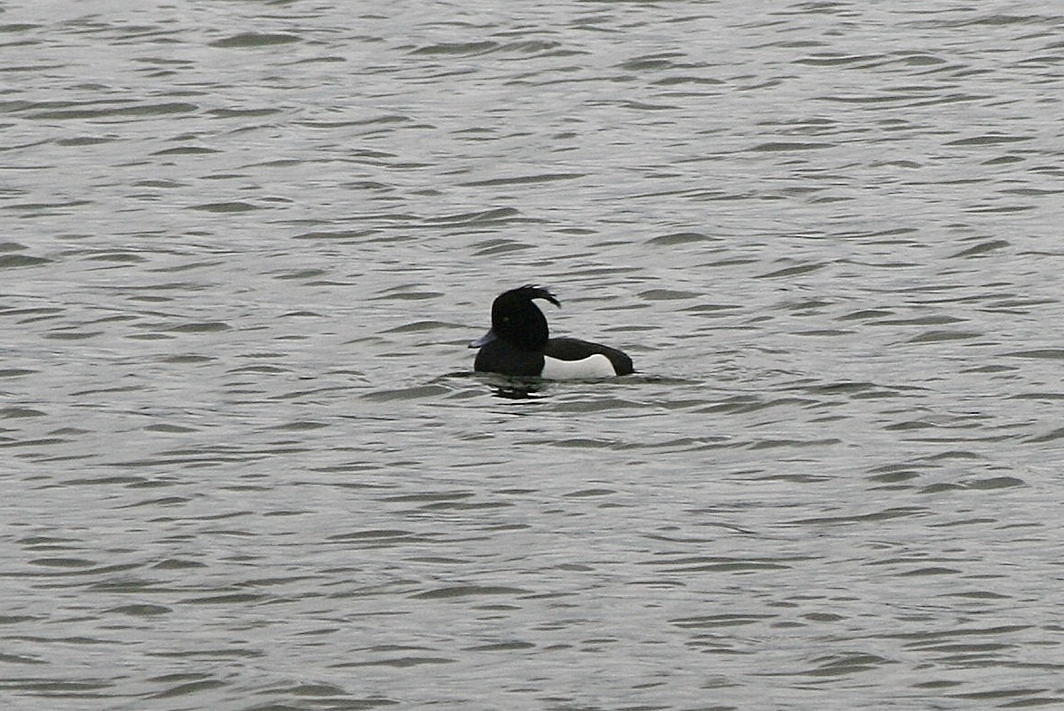 Reiherente - ML212633051