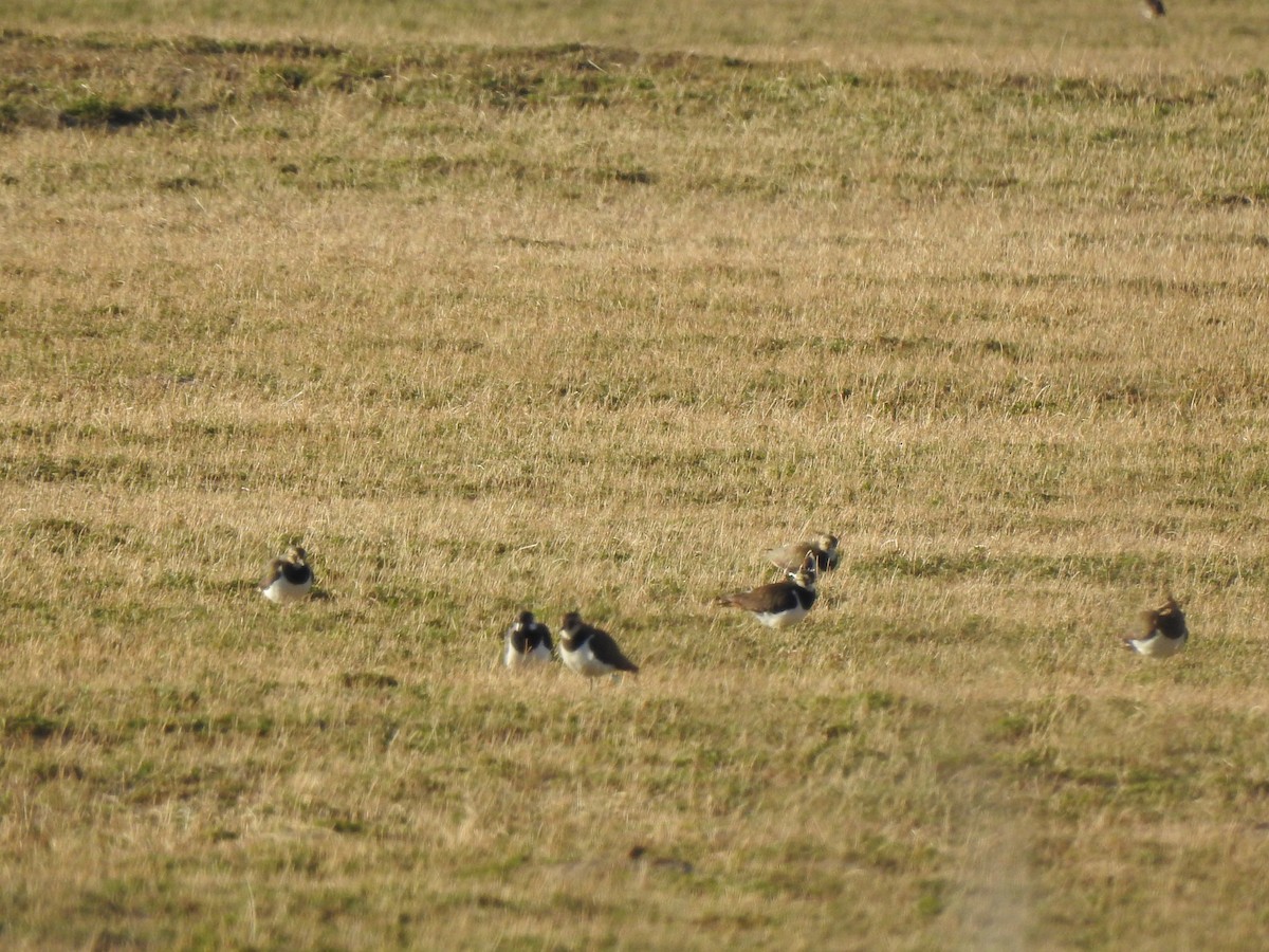 Northern Lapwing - ML212633071