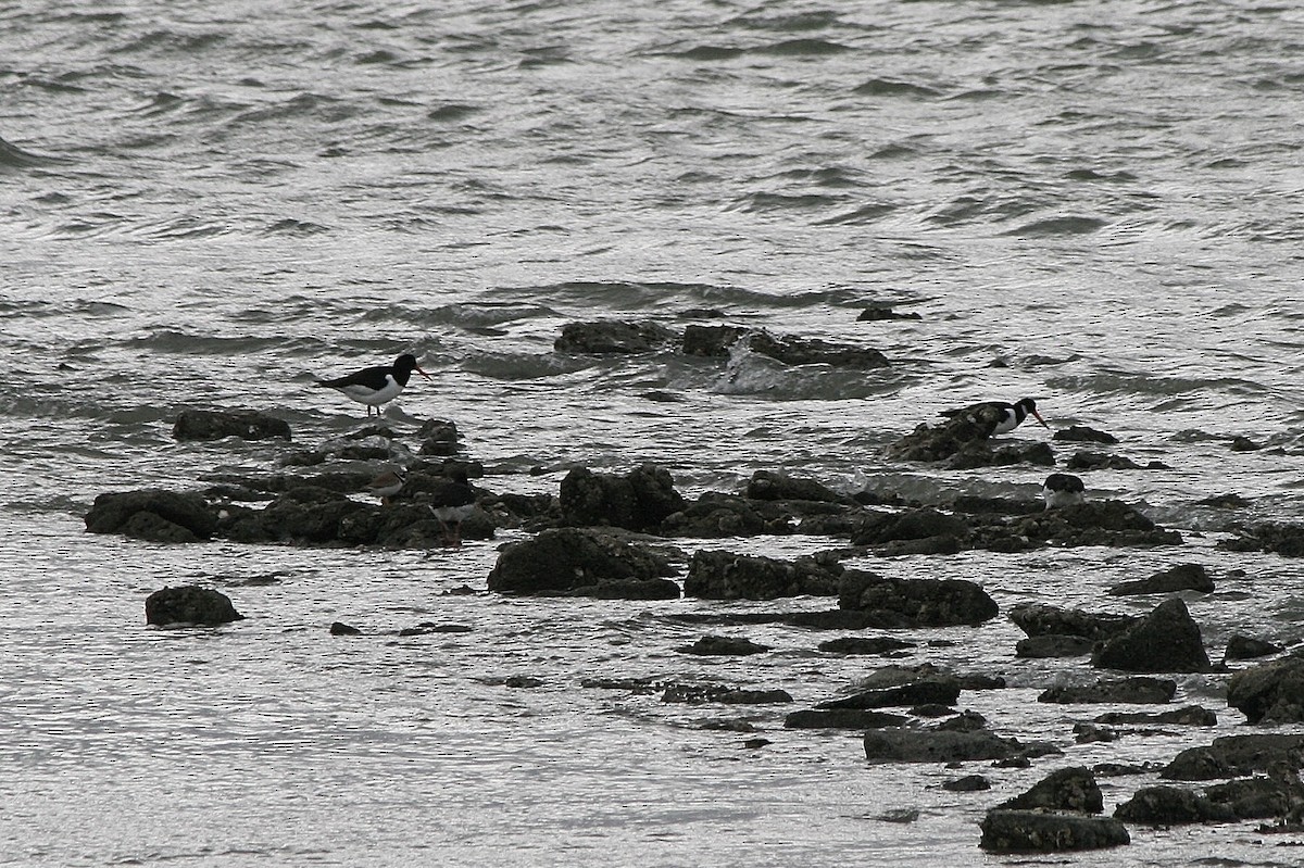 Austernfischer - ML212633101