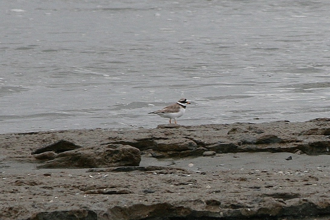 Sandregenpfeifer - ML212633201