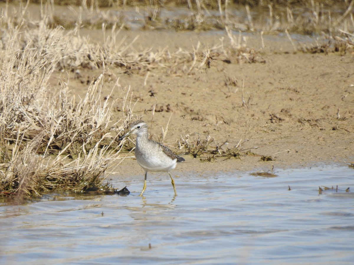 Wood Sandpiper - ML212633211