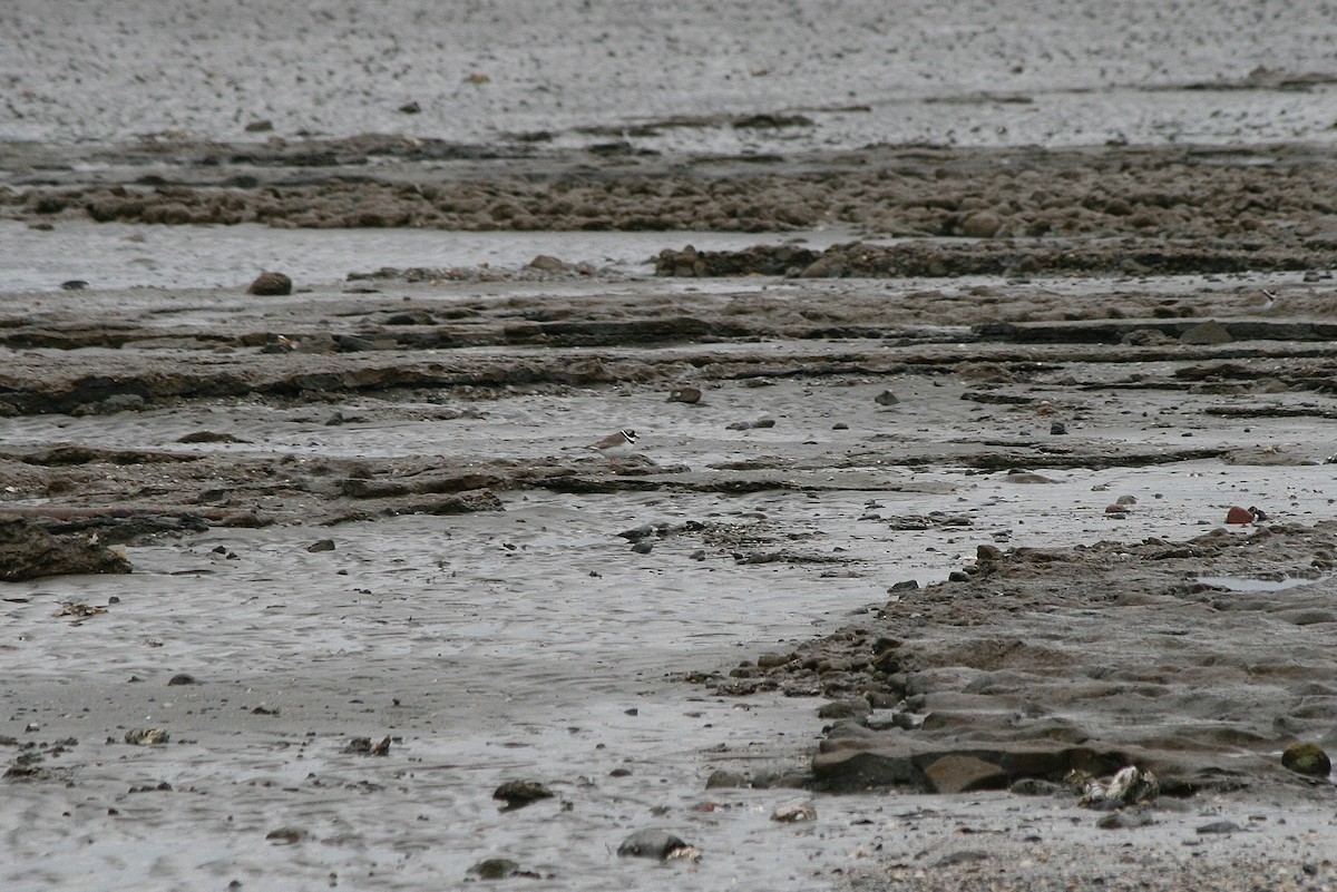 Sandregenpfeifer - ML212633221