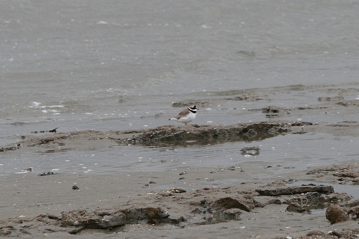 Sandregenpfeifer - ML212633231