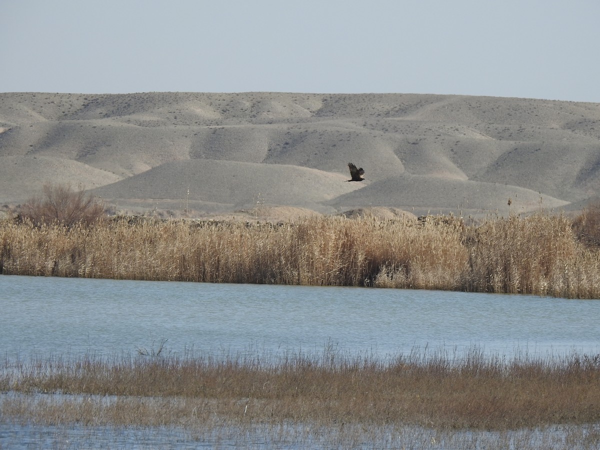 Western Marsh Harrier - ML212633241