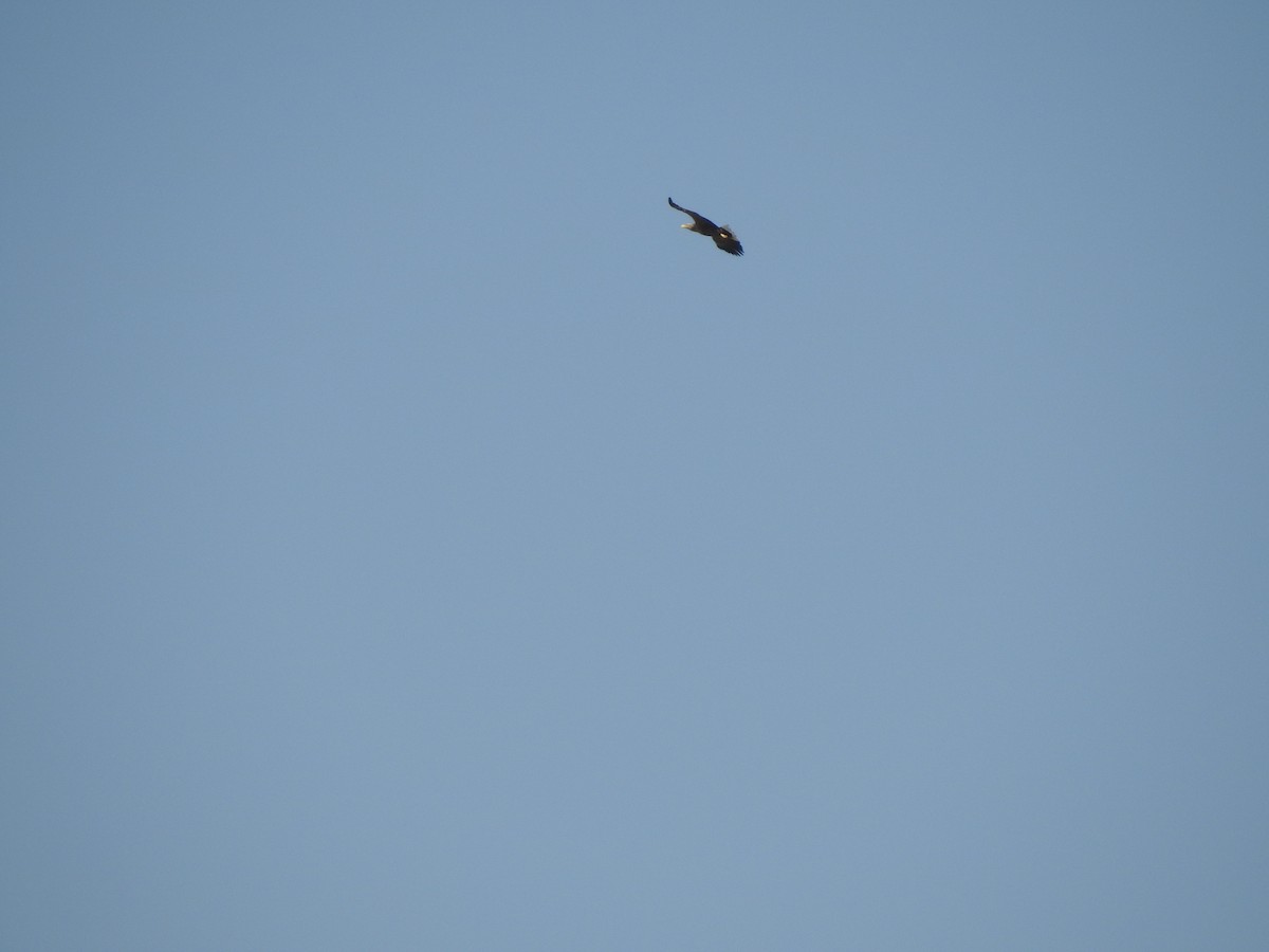 White-tailed Eagle - ML212633261