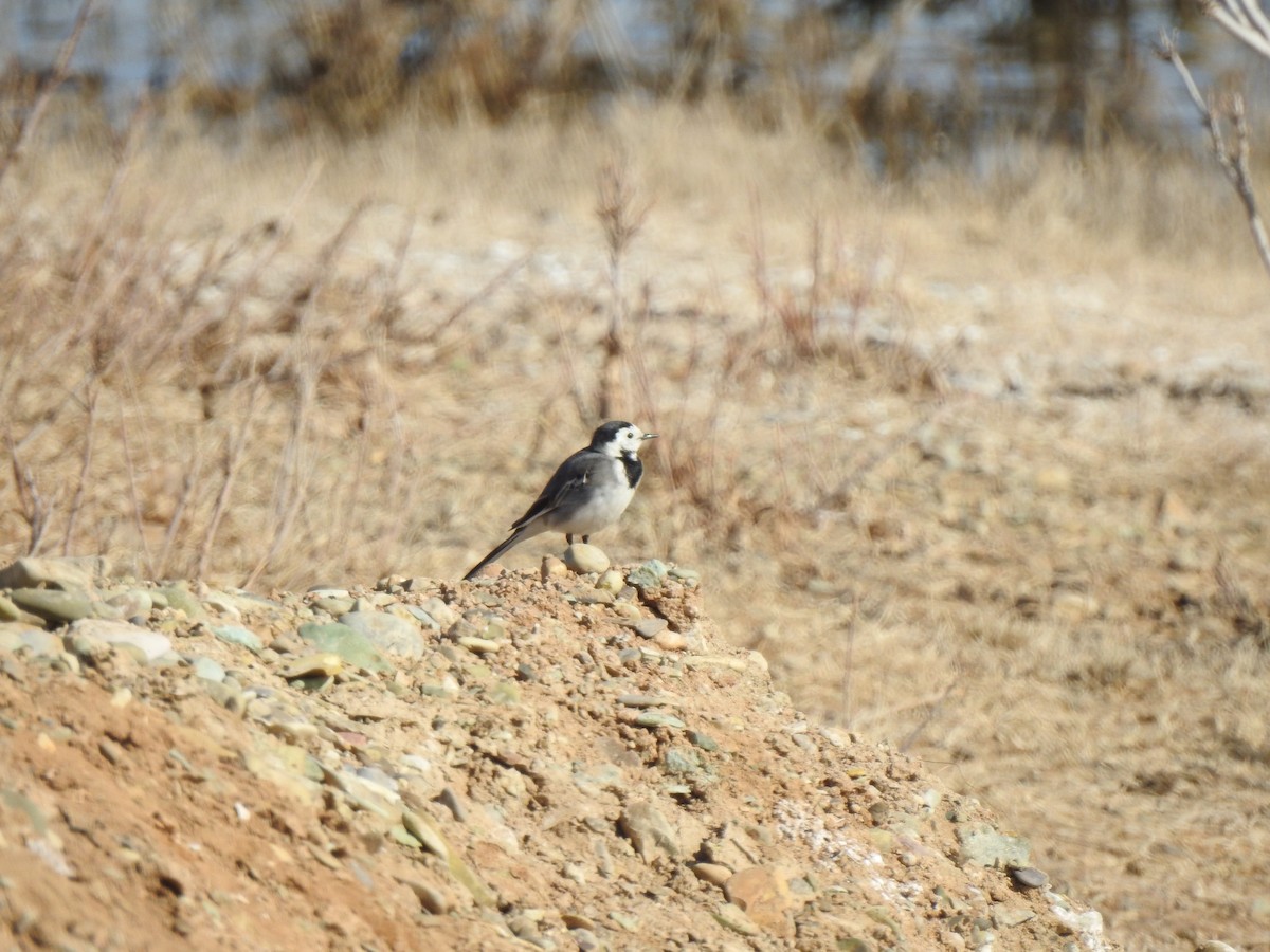 White Wagtail - ML212633341