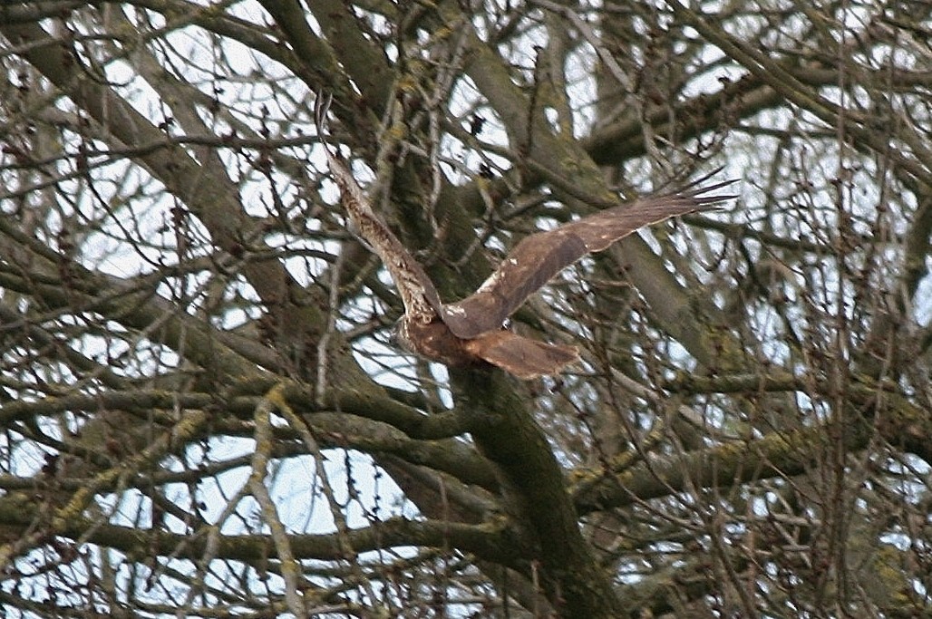 Mäusebussard - ML212633351