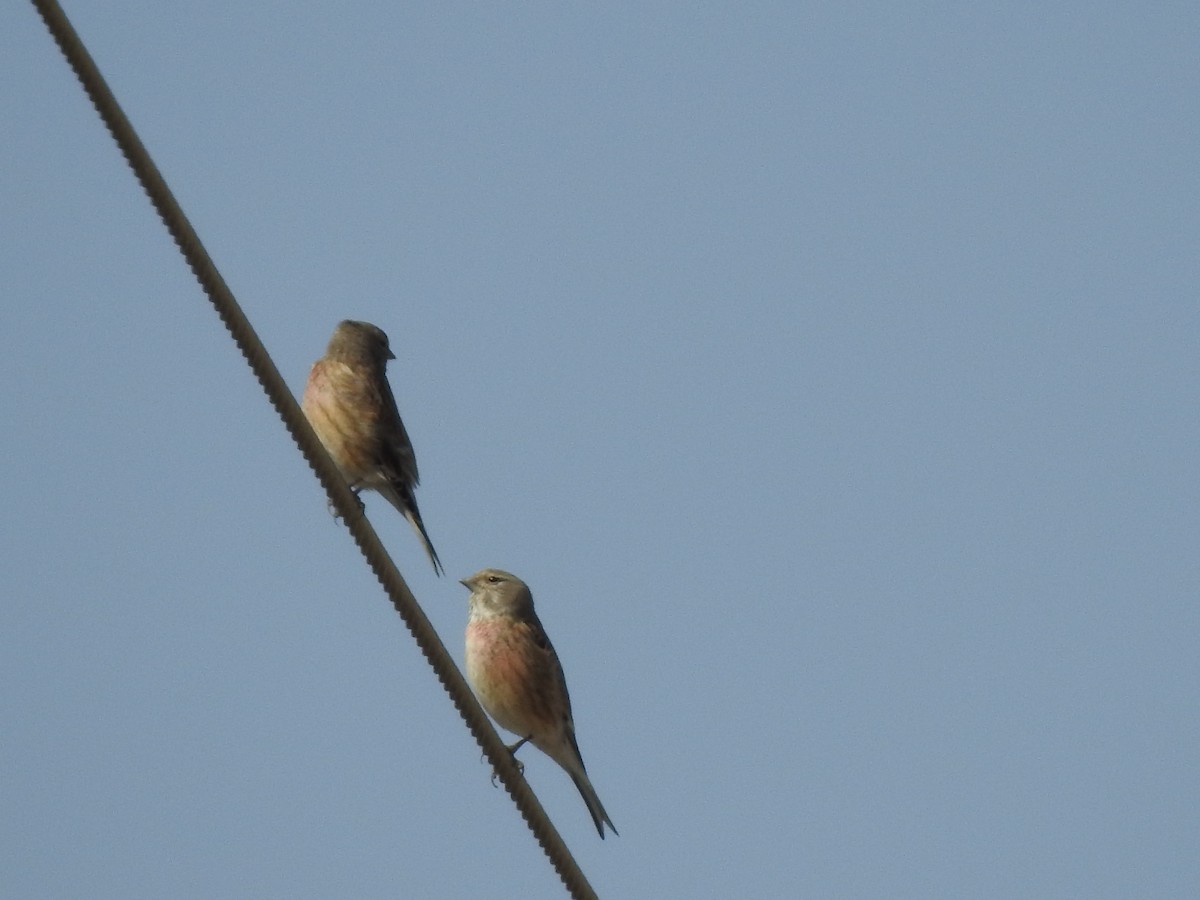 Eurasian Linnet - ML212633411