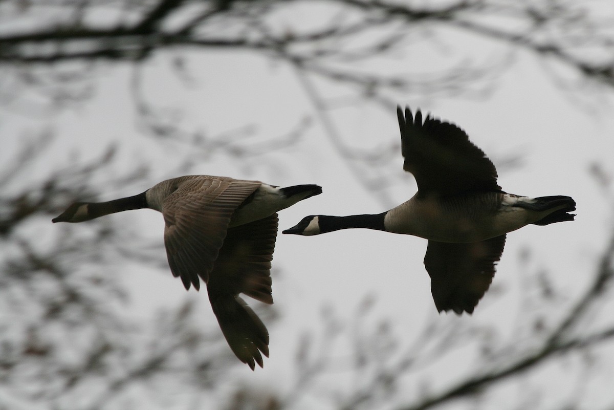 Kanadagans - ML212633451