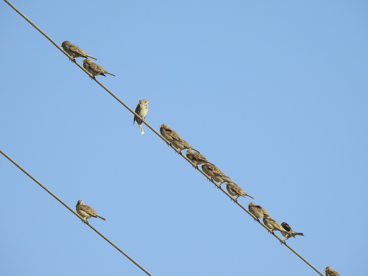 Corn Bunting - ML212633461