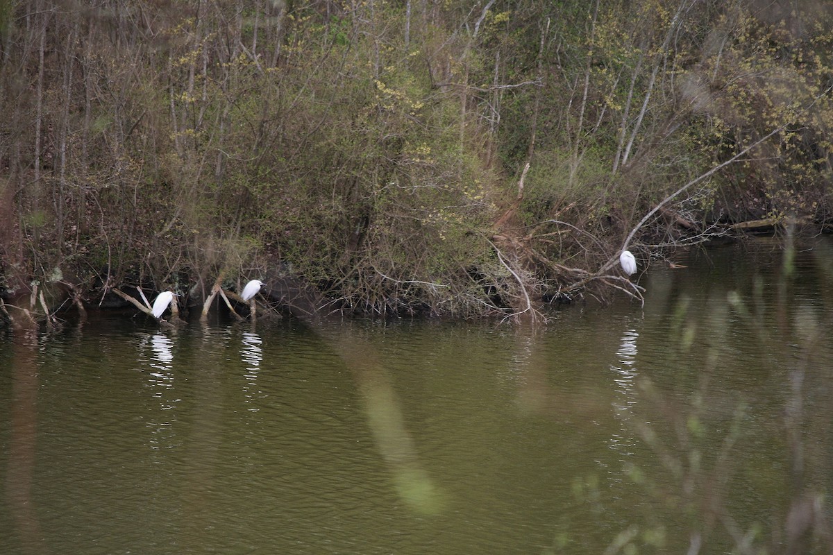 Seidenreiher - ML212633481