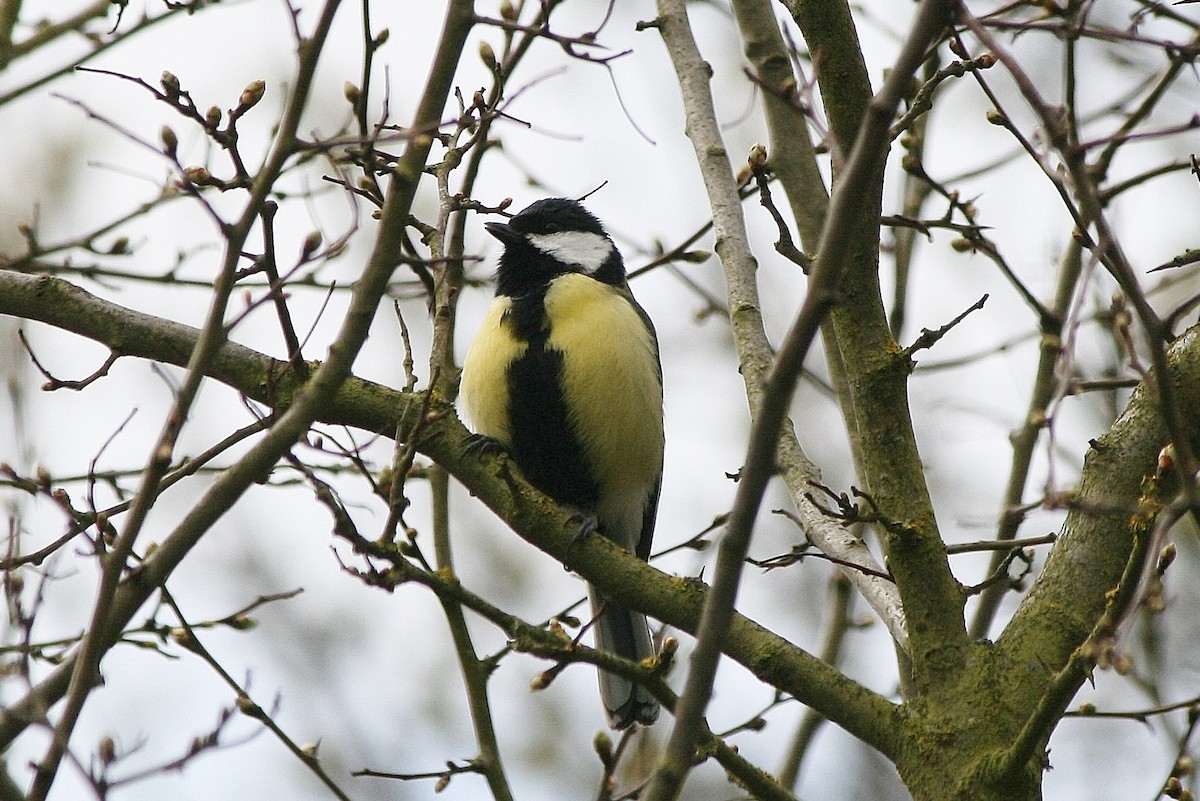 Kohlmeise - ML212633531