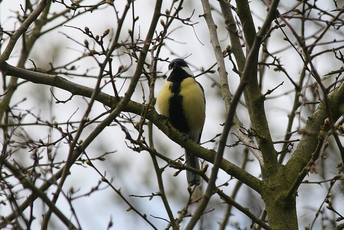 Kohlmeise - ML212633541