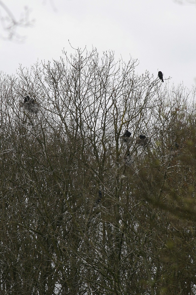 Kormoran - ML212633581